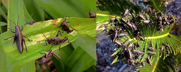 [Two photos spliced together. On the left are six nymphs with an orange stripe running down the middle of their backs crawling across a wide leaf. These are short creatures with antennas, but no wings yet. On the right is a palm leaf with so many nymphs on it, they appear to be stacked atop each other. The outer edges of the leaves are barely visible there are so many nymphs.]
